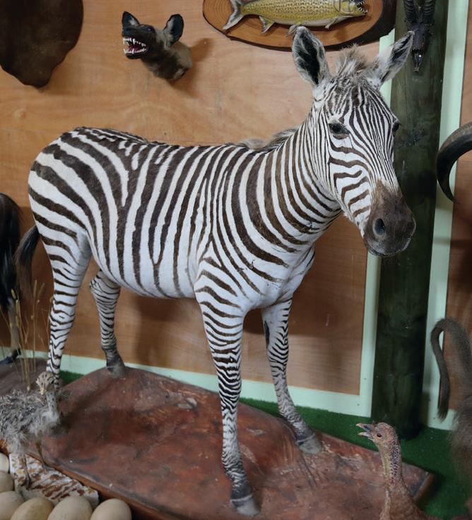A full-size zebra
