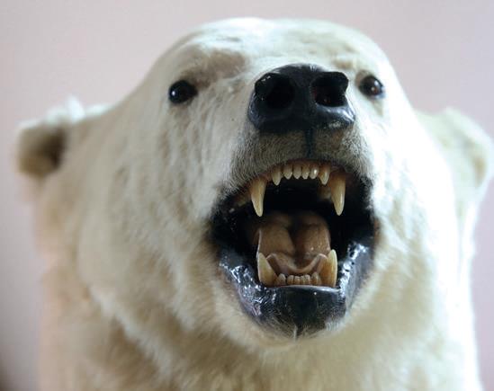 The three-metre high polar bear from Canada that greets visitors to the museum.