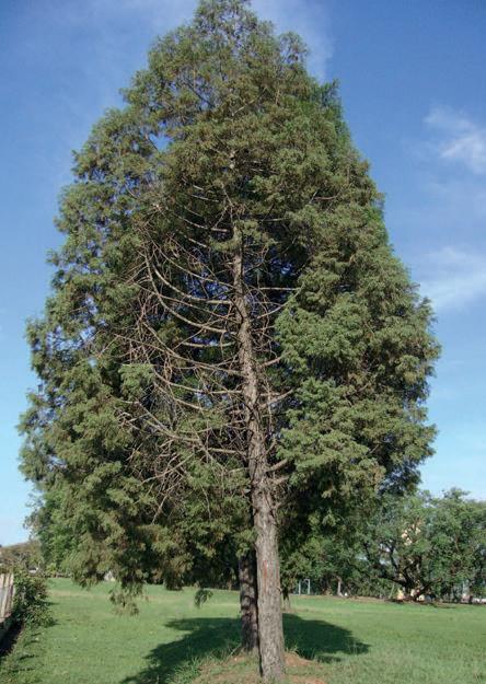 Lusitancia is a closely related species often included as macrocarpa